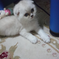 Scottish Fold, Kedi  sneşka fotoğrafı