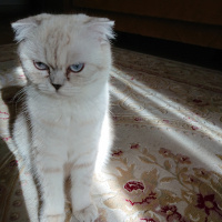Scottish Fold, Kedi  sneşka fotoğrafı