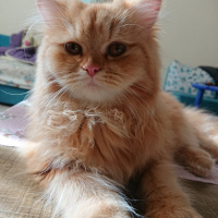 Scottish Fold, Kedi  sneşka fotoğrafı