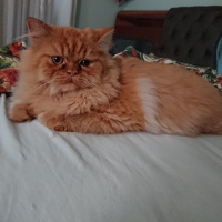 Scottish Fold, Kedi  sneşka fotoğrafı