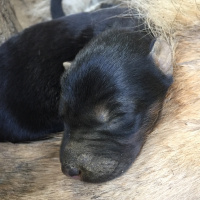 Alman Çoban Köpeği, Köpek  Yok fotoğrafı