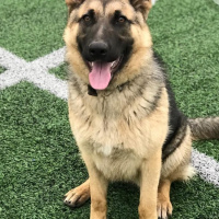 Alman Çoban Köpeği, Köpek  Yok fotoğrafı