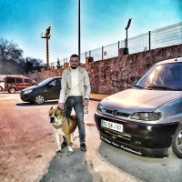 Amerikan Pitbull Terrier, Köpek  Şan fotoğrafı