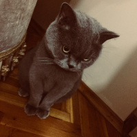 Scottish Fold, Kedi  Duman fotoğrafı