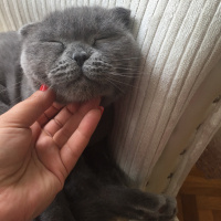 Scottish Fold, Kedi  Duman fotoğrafı