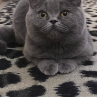 British Shorthair, Kedi  Maria fotoğrafı