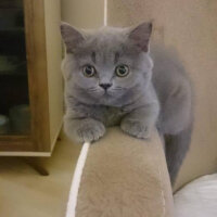 British Shorthair, Kedi  Maria fotoğrafı