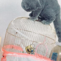 British Shorthair, Kedi  Maria fotoğrafı