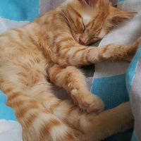 Sarman, Kedi  Lucky fotoğrafı