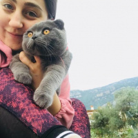 Scottish Fold, Kedi  Gandalf fotoğrafı