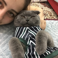 Scottish Fold, Kedi  Gandalf fotoğrafı