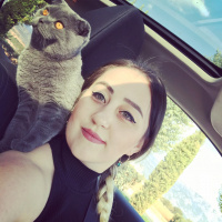Scottish Fold, Kedi  Gandalf fotoğrafı