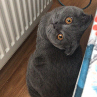 Scottish Fold, Kedi  Gandalf fotoğrafı