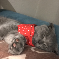 Scottish Fold, Kedi  Gandalf fotoğrafı