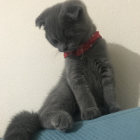Scottish Fold, Kedi  Gandalf fotoğrafı