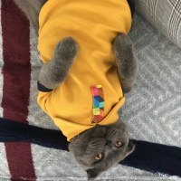 Scottish Fold, Kedi  Gandalf fotoğrafı