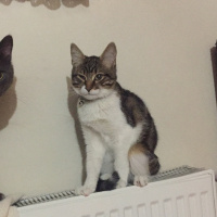 Tekir Kedi, Kedi  Minnoş fotoğrafı