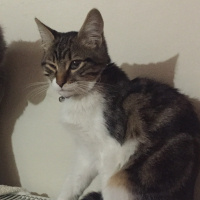 Tekir Kedi, Kedi  Minnoş fotoğrafı