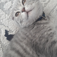 Scottish Fold, Kedi  Gizmo fotoğrafı