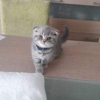 Scottish Fold, Kedi  Gizmo fotoğrafı