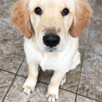 Golden Retriever, Köpek  NOA fotoğrafı