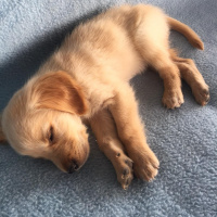 Golden Retriever, Köpek  NOA fotoğrafı