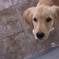 Golden Retriever, Köpek  NOA fotoğrafı