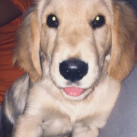 Golden Retriever, Köpek  NOA fotoğrafı