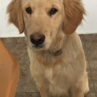 Golden Retriever, Köpek  NOA fotoğrafı