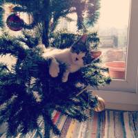 Tekir Kedi, Kedi  Lily fotoğrafı