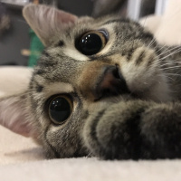 Tekir Kedi, Kedi  Luna fotoğrafı