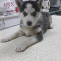 Sibirya Kurdu (Husky), Köpek  mavi fotoğrafı