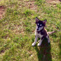 Sibirya Kurdu (Husky), Köpek  mavi fotoğrafı