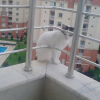 Tekir Kedi, Kedi  Nimbus fotoğrafı