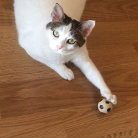 Tekir Kedi, Kedi  Nimbus fotoğrafı