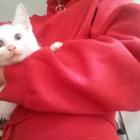 Tekir Kedi, Kedi  Topitop fotoğrafı