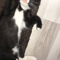 Tuxedo (Smokin) Kedi, Kedi  Skant fotoğrafı