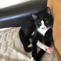 Tuxedo (Smokin) Kedi, Kedi  Skant fotoğrafı