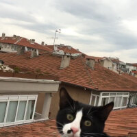 Tuxedo (Smokin) Kedi, Kedi  Skant fotoğrafı