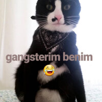 Tuxedo (Smokin) Kedi, Kedi  Skant fotoğrafı