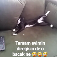 Tuxedo (Smokin) Kedi, Kedi  Skant fotoğrafı