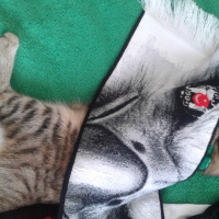 Tekir Kedi, Kedi  Medel fotoğrafı
