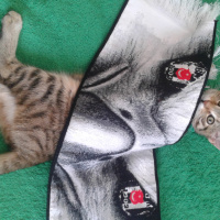 Tekir Kedi, Kedi  Medel fotoğrafı