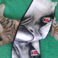 Tekir Kedi, Kedi  Medel fotoğrafı