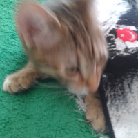 Tekir Kedi, Kedi  Medel fotoğrafı