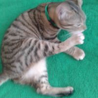 Tekir Kedi, Kedi  Medel fotoğrafı