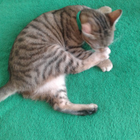 Tekir Kedi, Kedi  Medel fotoğrafı