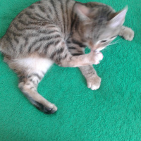 Tekir Kedi, Kedi  Medel fotoğrafı