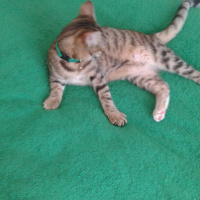 Tekir Kedi, Kedi  Medel fotoğrafı