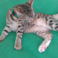 Tekir Kedi, Kedi  Medel fotoğrafı